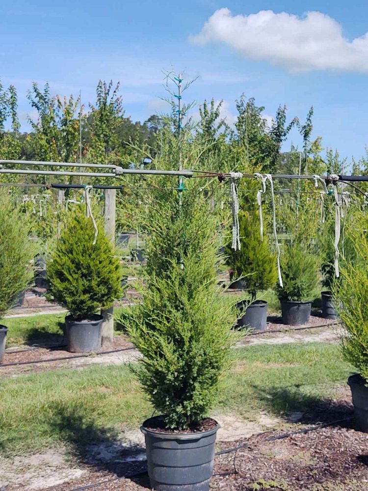juniperus-virginiana-eastern-red-cedar
