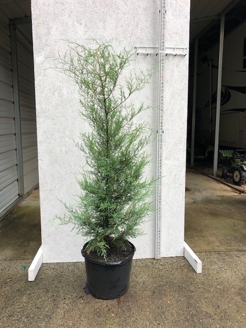juniperus-virginiana-eastern-red-cedar