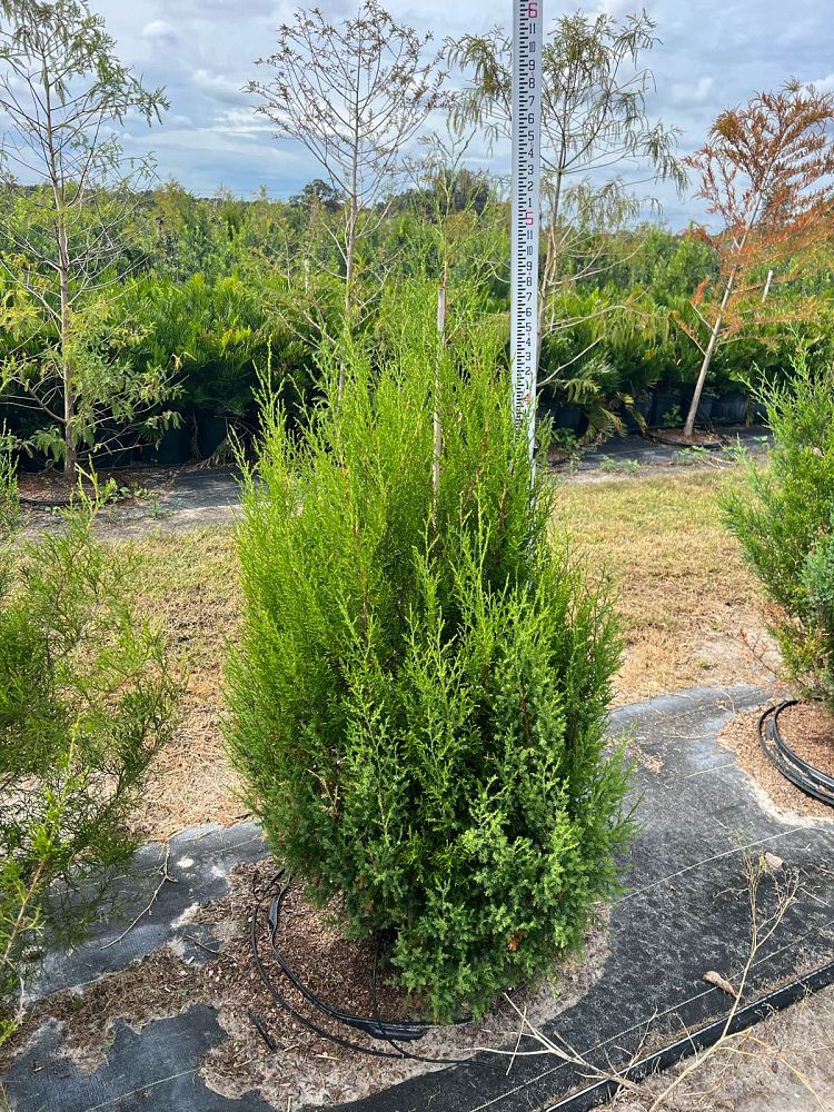 juniperus-virginiana-eastern-red-cedar