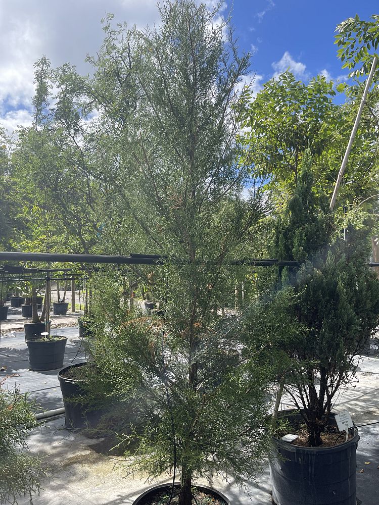 juniperus-virginiana-eastern-red-cedar