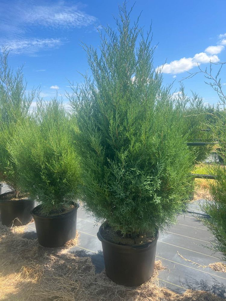 juniperus-virginiana-eastern-red-cedar