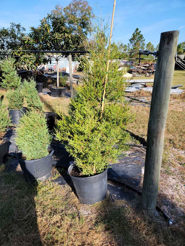 juniperus-virginiana-eastern-red-cedar
