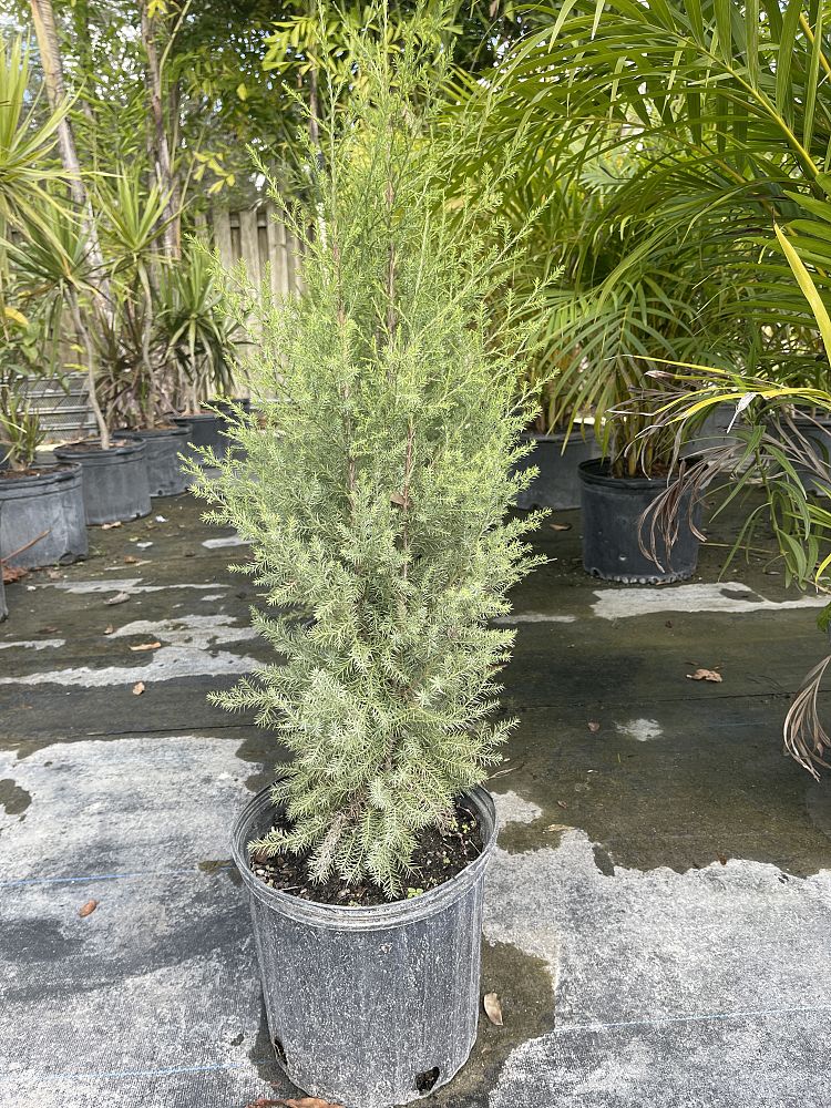 juniperus-virginiana-eastern-red-cedar