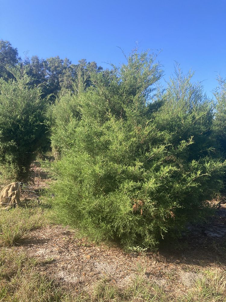 juniperus-virginiana-eastern-red-cedar