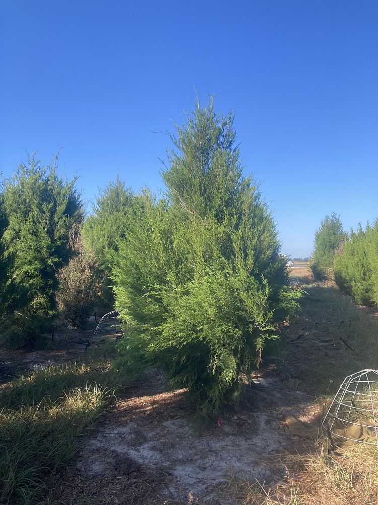 juniperus-virginiana-eastern-red-cedar