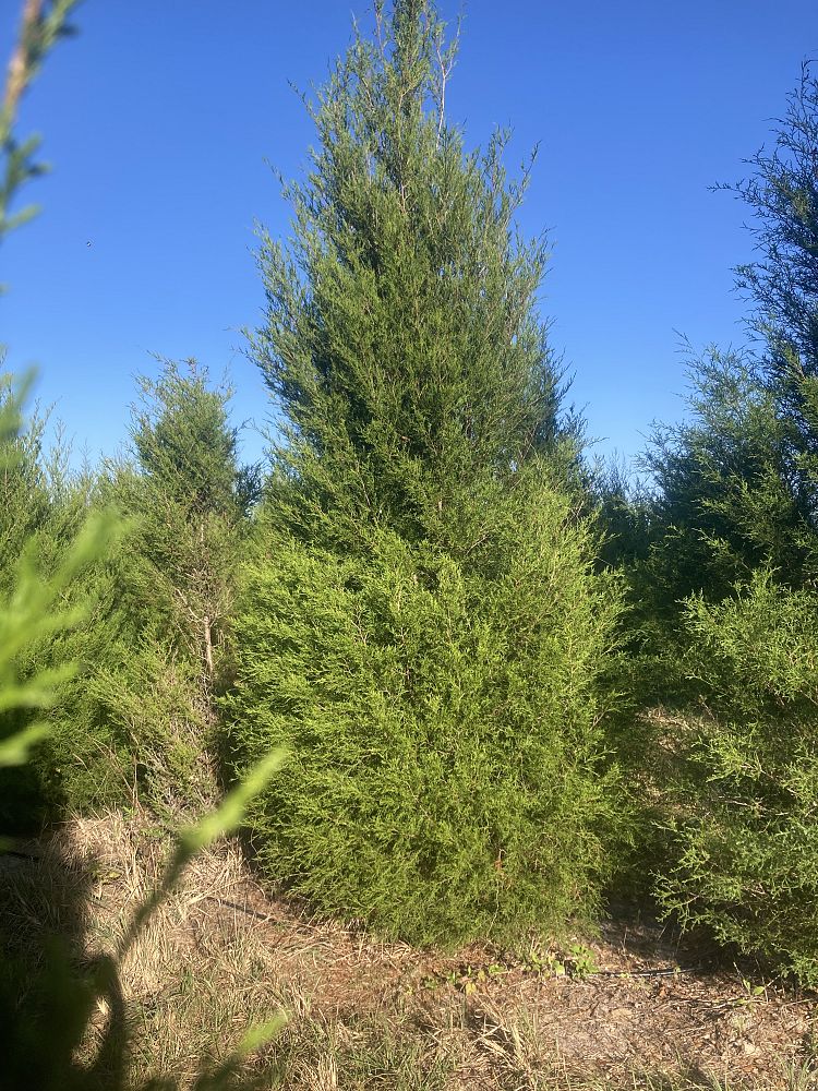 juniperus-virginiana-eastern-red-cedar
