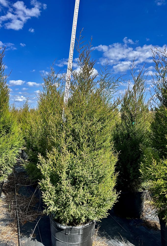 juniperus-virginiana-eastern-red-cedar