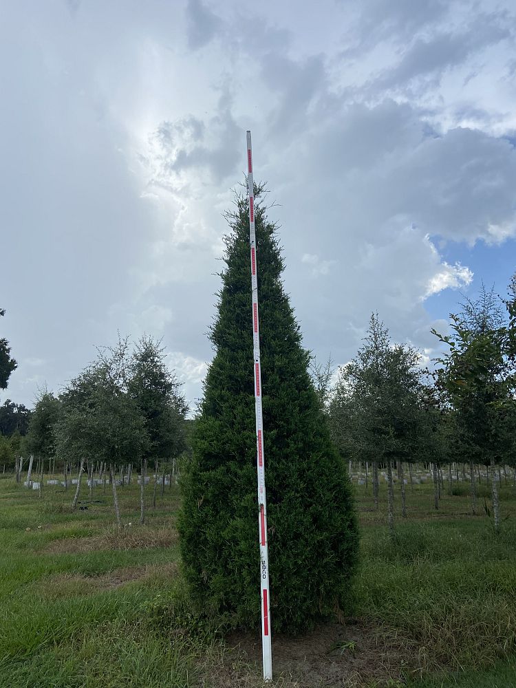 juniperus-virginiana-eastern-red-cedar