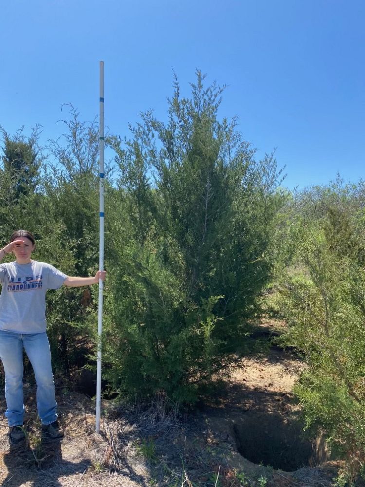 juniperus-virginiana-eastern-red-cedar
