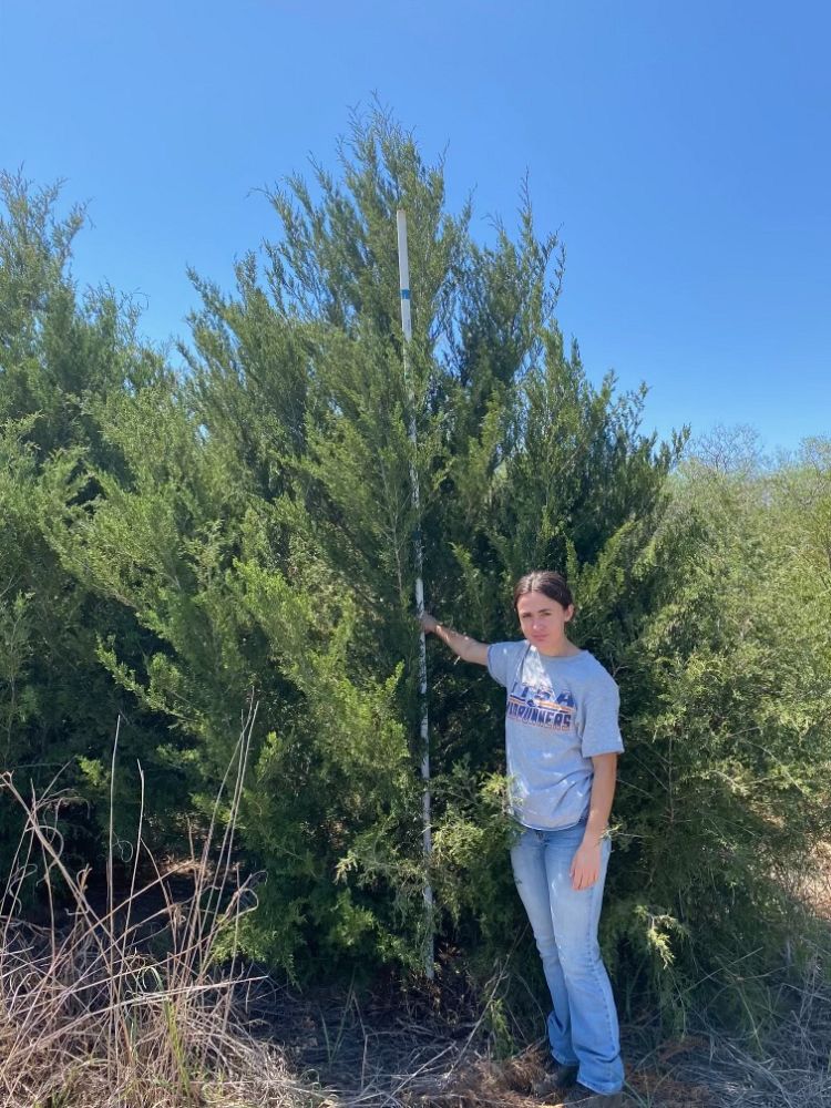 juniperus-virginiana-eastern-red-cedar
