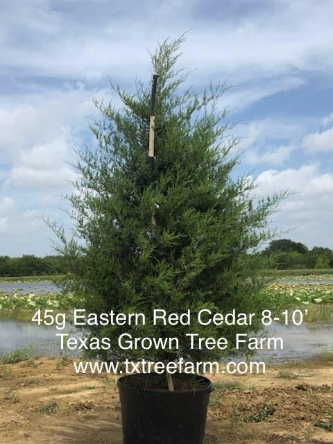 juniperus-virginiana-eastern-red-cedar