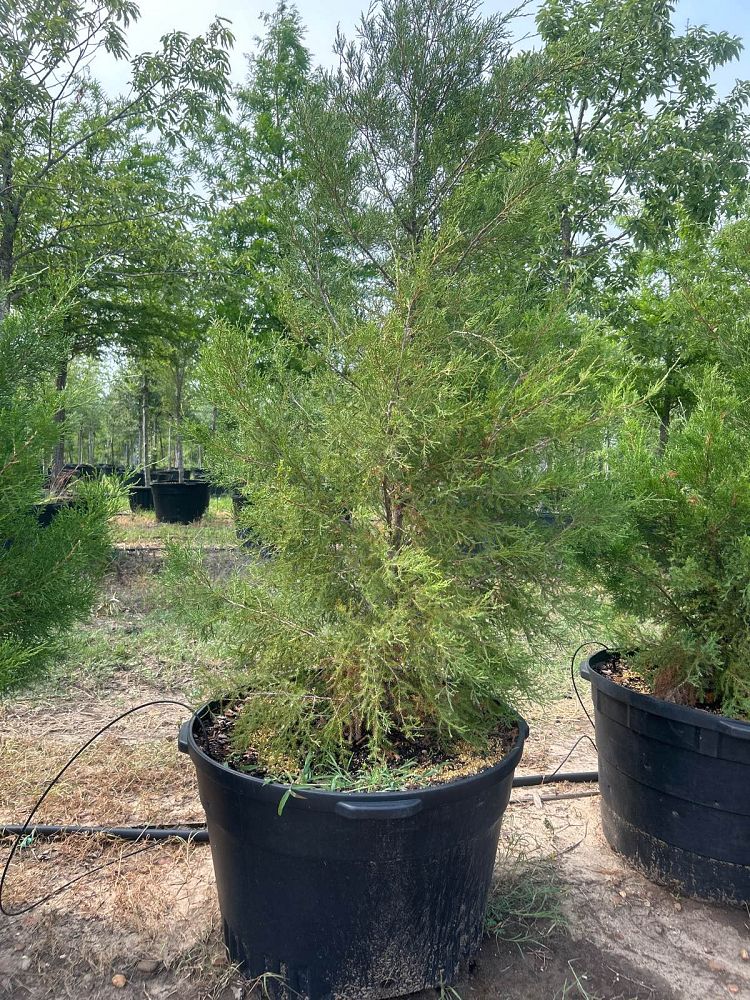 juniperus-virginiana-eastern-red-cedar