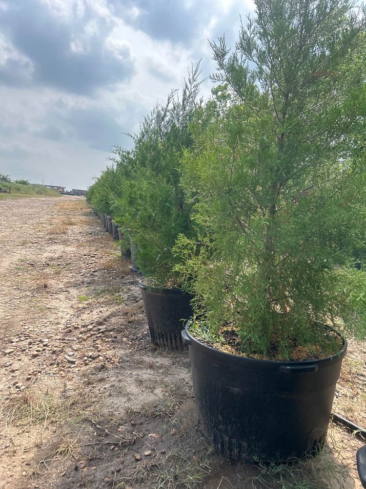 juniperus-virginiana-eastern-red-cedar