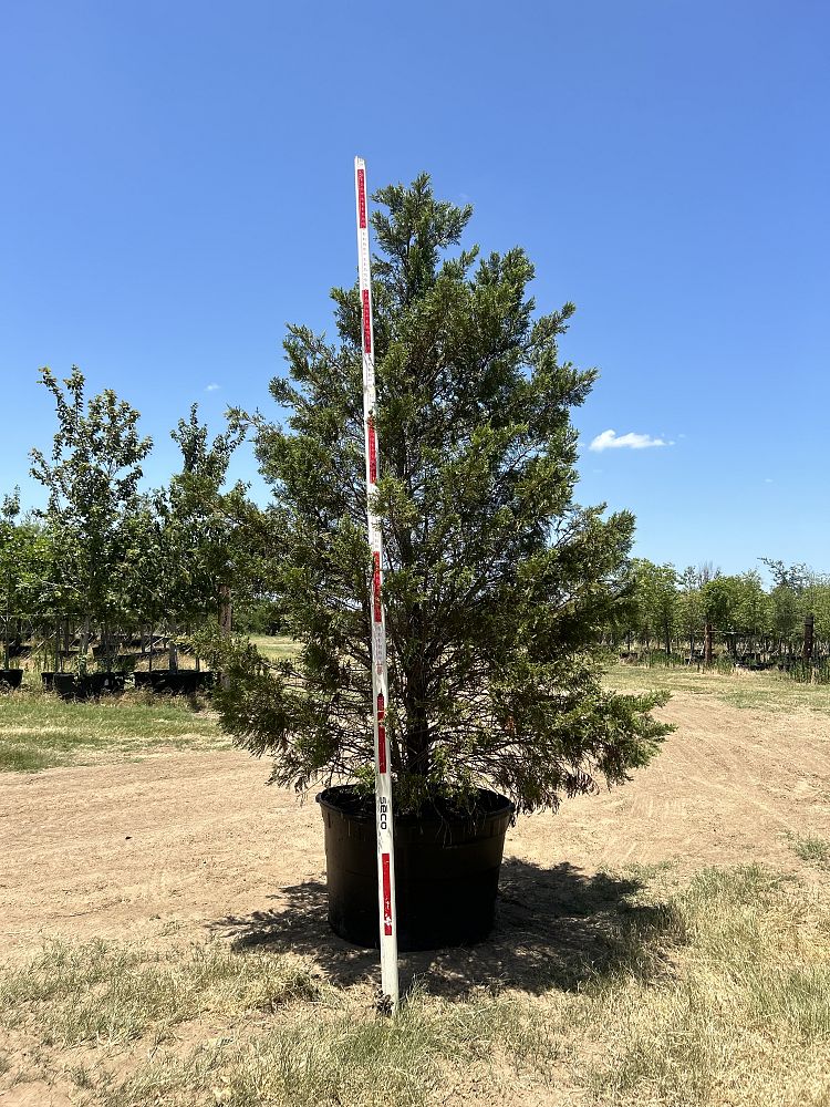 juniperus-virginiana-eastern-red-cedar
