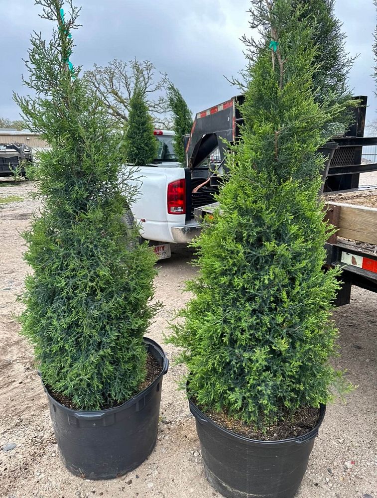 juniperus-virginiana-eastern-red-cedar