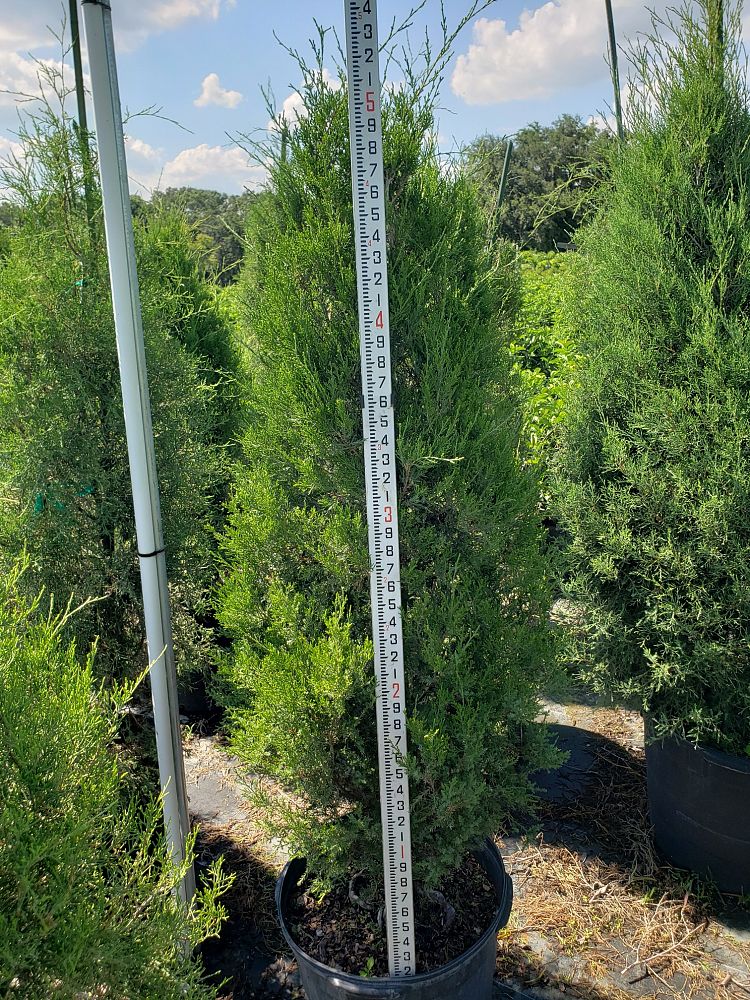 juniperus-virginiana-eastern-red-cedar