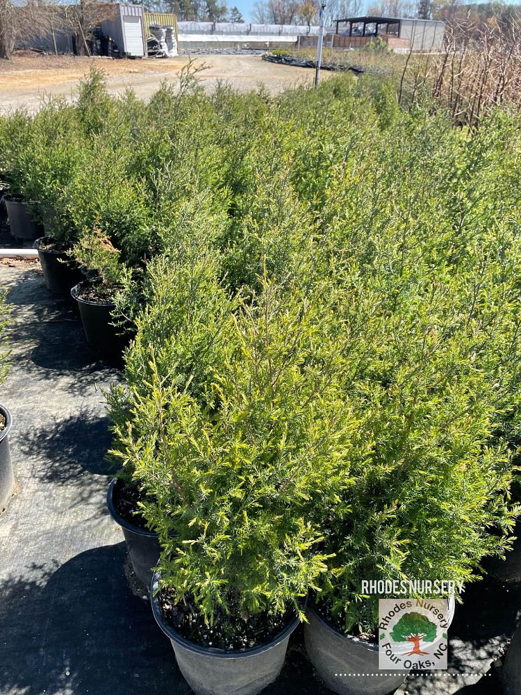juniperus-virginiana-eastern-red-cedar