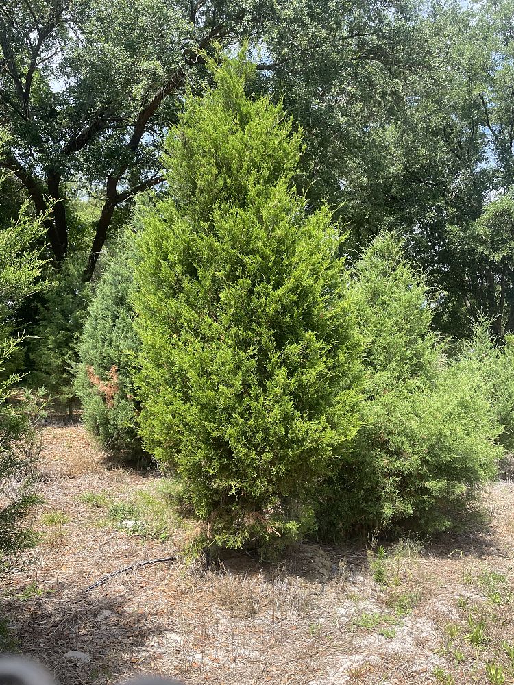 juniperus-virginiana-eastern-red-cedar
