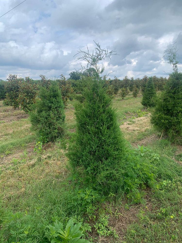 juniperus-virginiana-eastern-red-cedar
