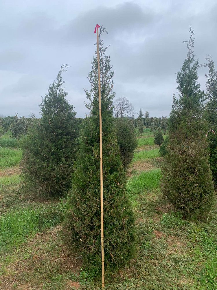 juniperus-virginiana-eastern-red-cedar