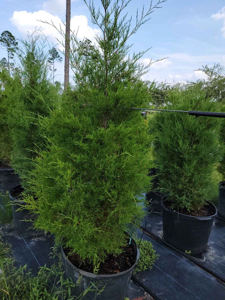 juniperus-virginiana-eastern-red-cedar