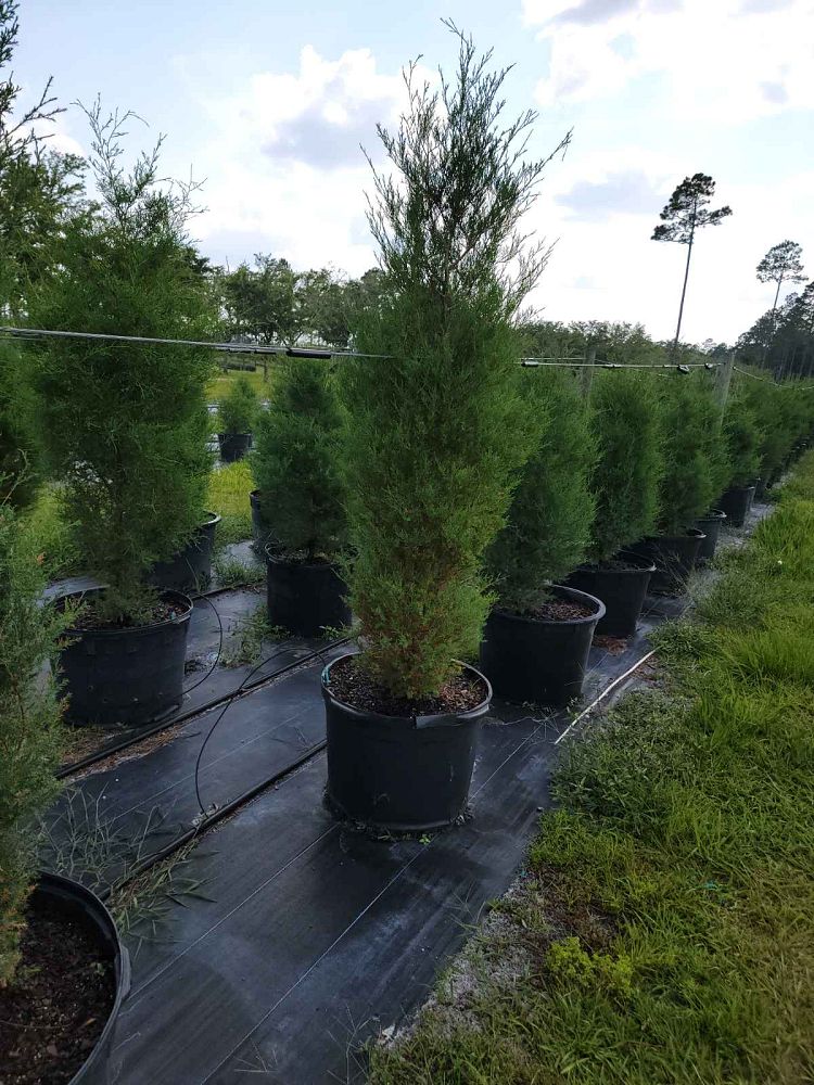 juniperus-virginiana-eastern-red-cedar