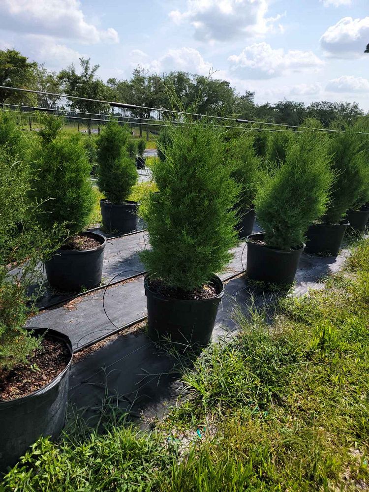 juniperus-virginiana-eastern-red-cedar
