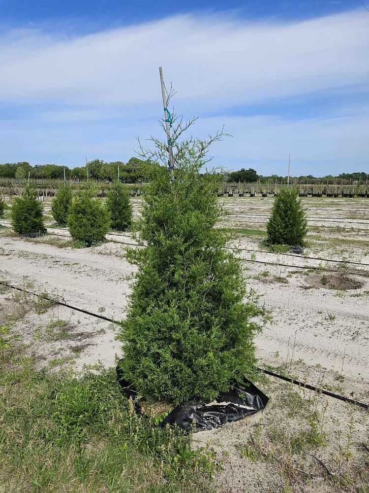 juniperus-virginiana-eastern-red-cedar