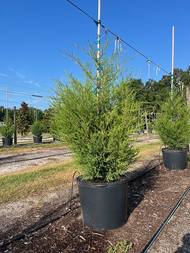 juniperus-virginiana-eastern-red-cedar