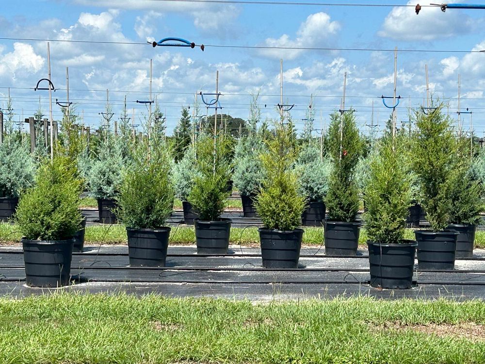 juniperus-virginiana-eastern-red-cedar