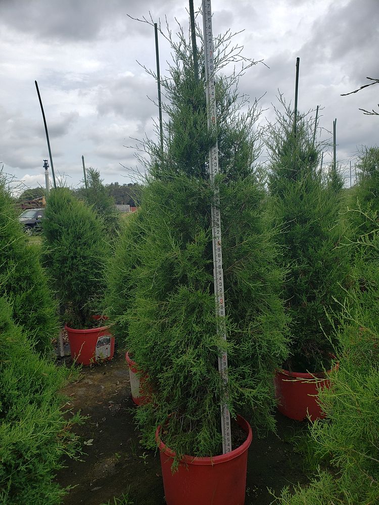 juniperus-virginiana-eastern-red-cedar