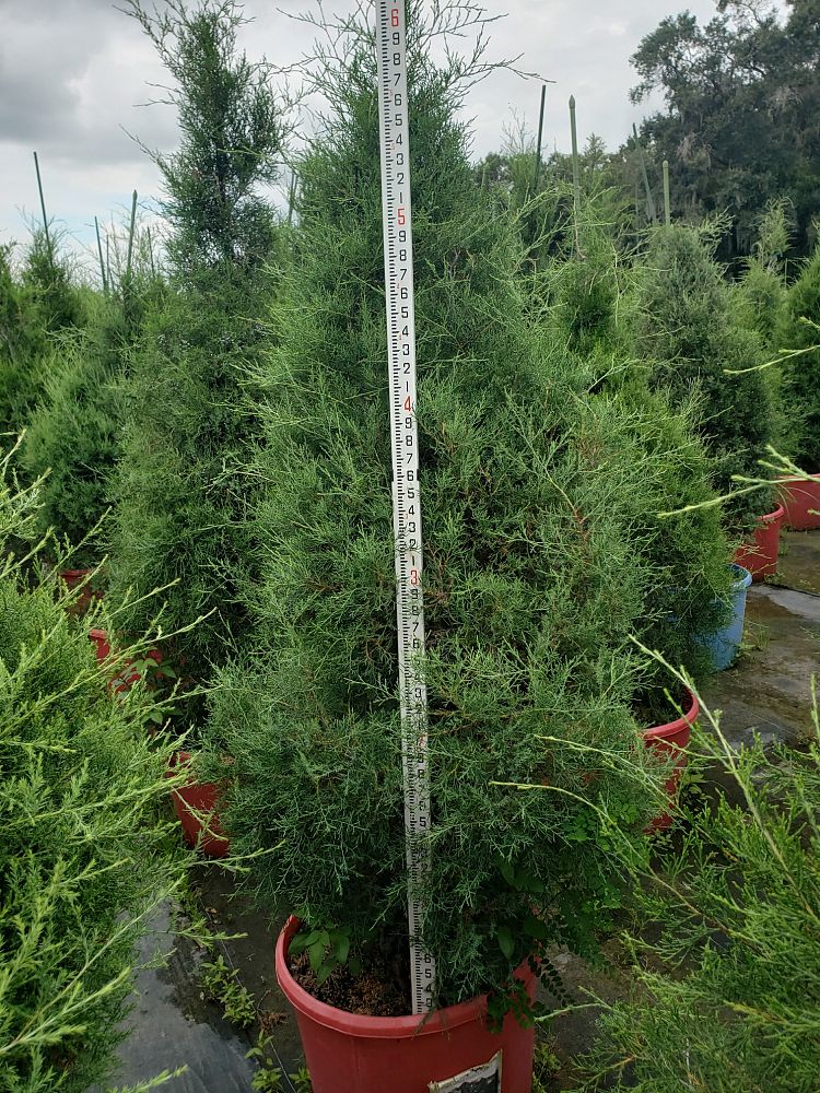 juniperus-virginiana-eastern-red-cedar