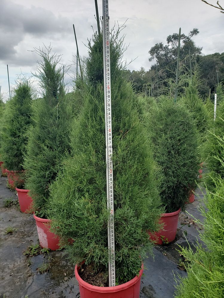 juniperus-virginiana-eastern-red-cedar