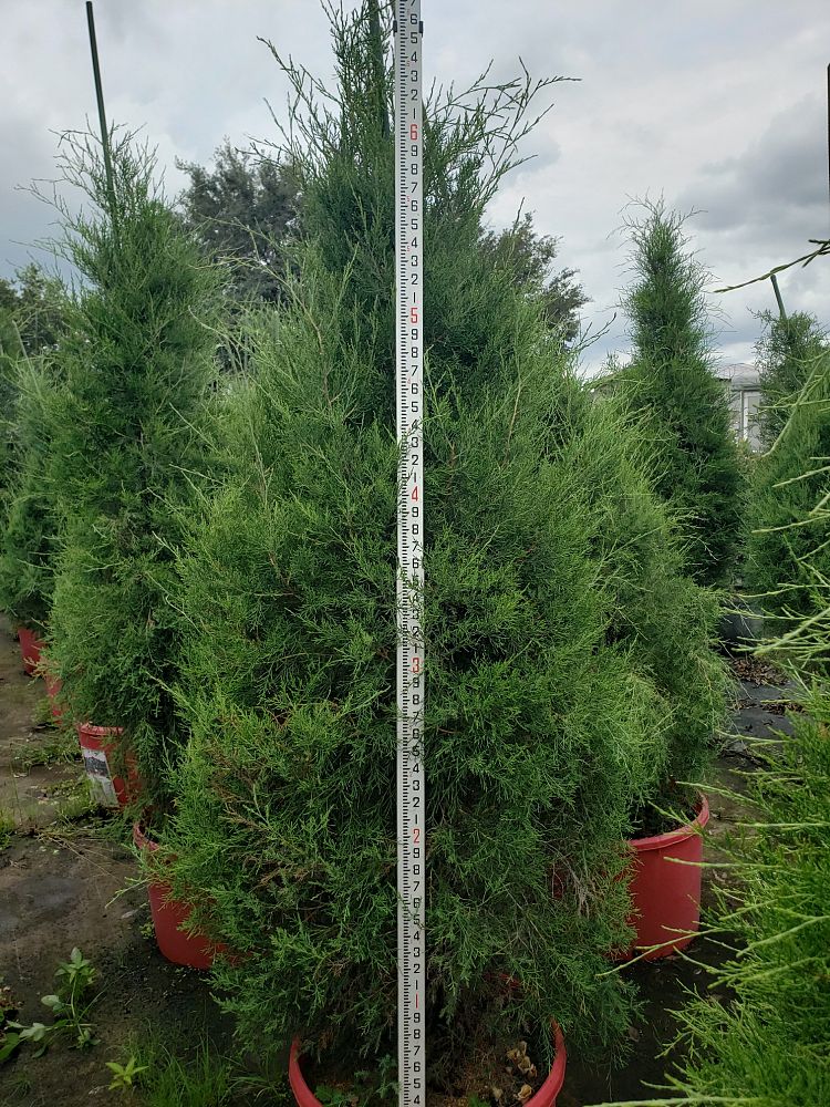 juniperus-virginiana-eastern-red-cedar