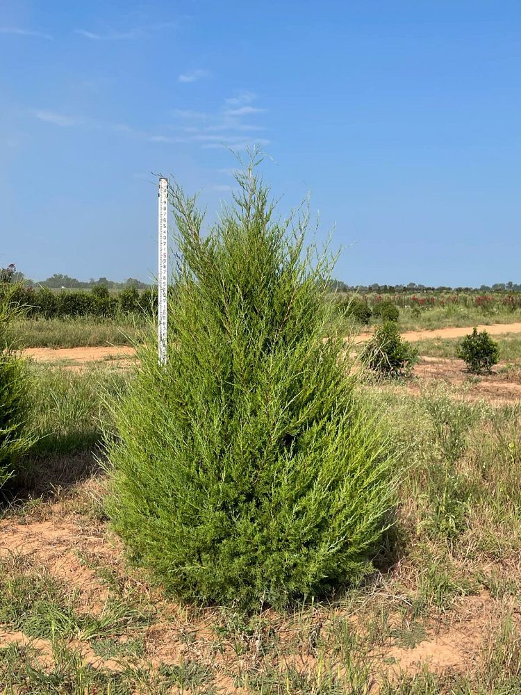juniperus-virginiana-eastern-red-cedar