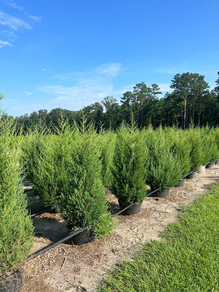 juniperus-virginiana-eastern-red-cedar