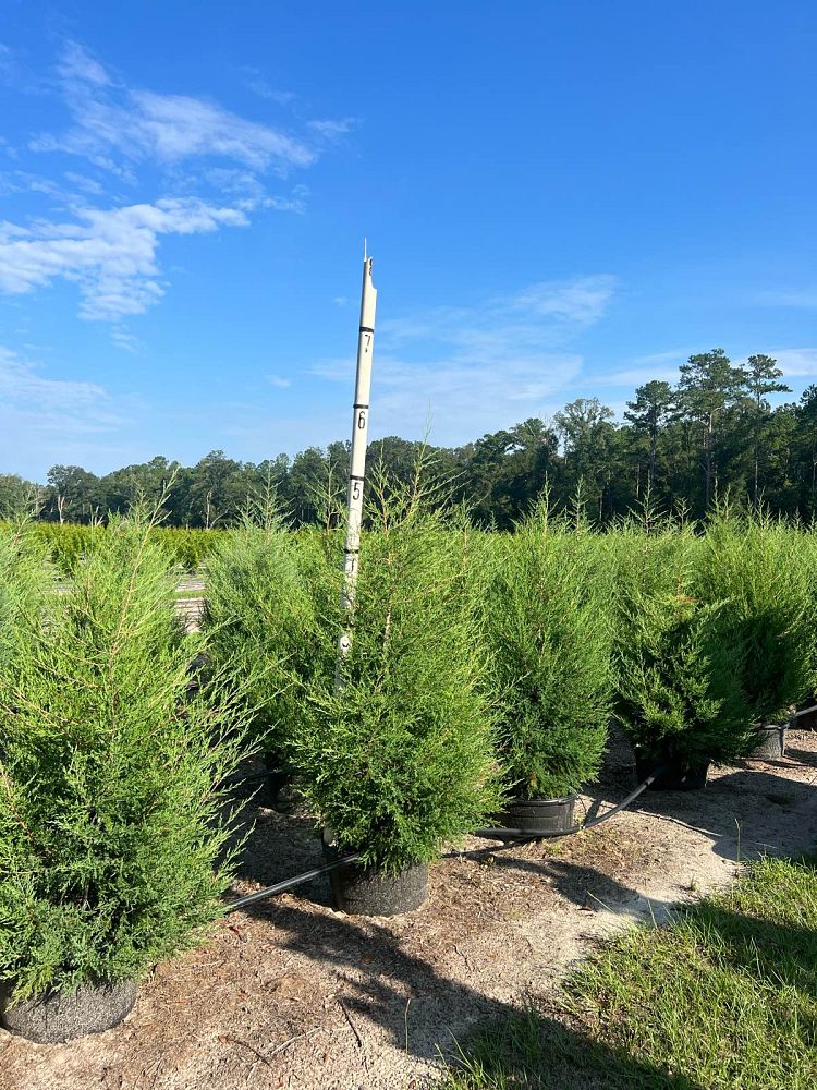 juniperus-virginiana-eastern-red-cedar