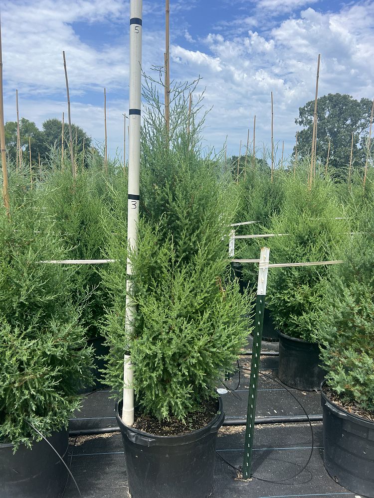juniperus-virginiana-eastern-red-cedar