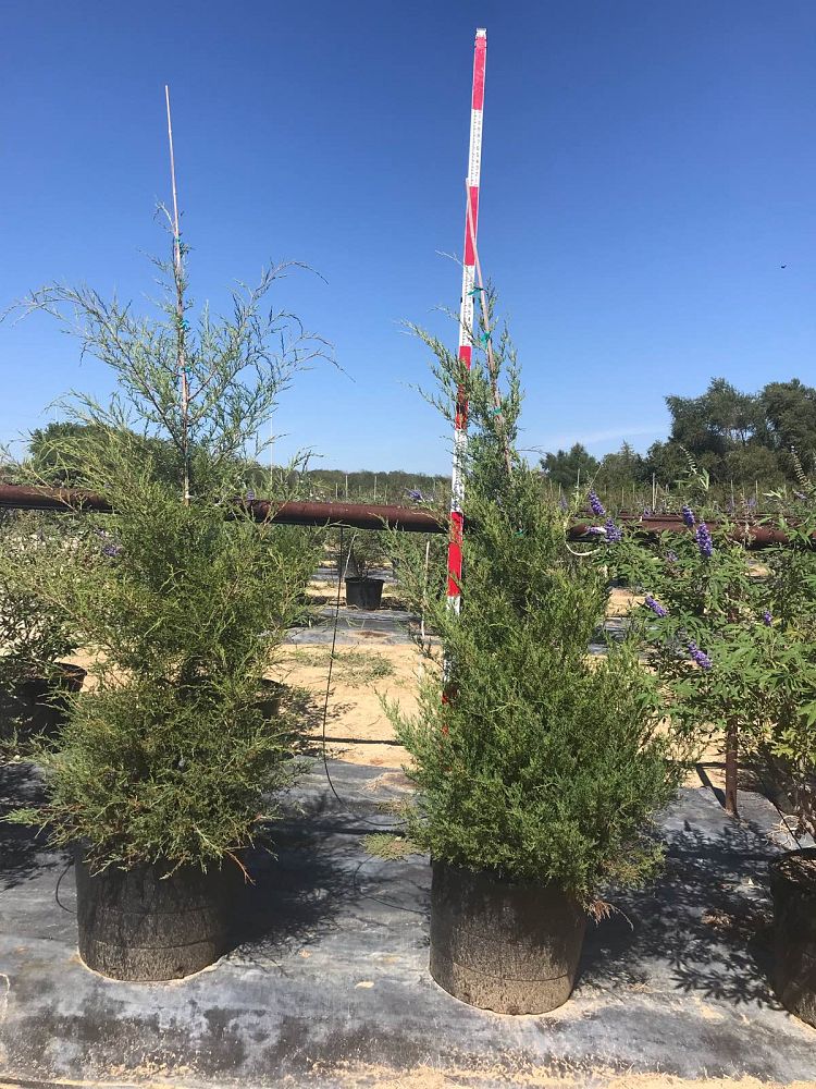 juniperus-virginiana-eastern-red-cedar