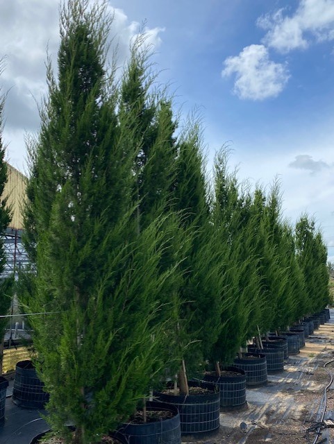 juniperus-virginiana-eastern-red-cedar