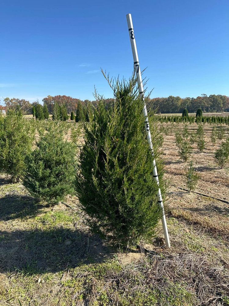 juniperus-virginiana-eastern-red-cedar