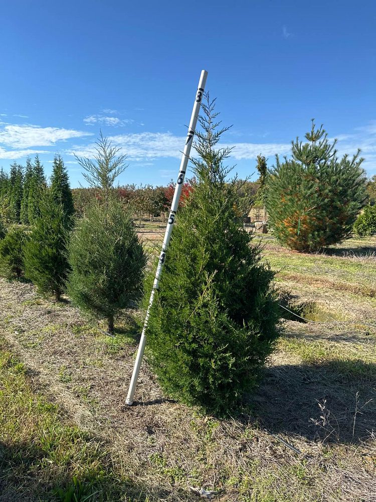 juniperus-virginiana-eastern-red-cedar