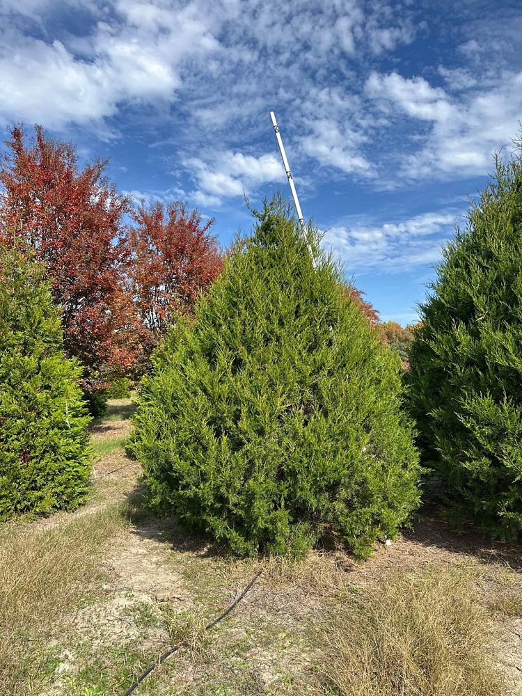 juniperus-virginiana-eastern-red-cedar