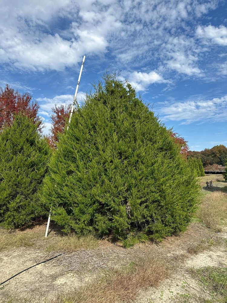 juniperus-virginiana-eastern-red-cedar