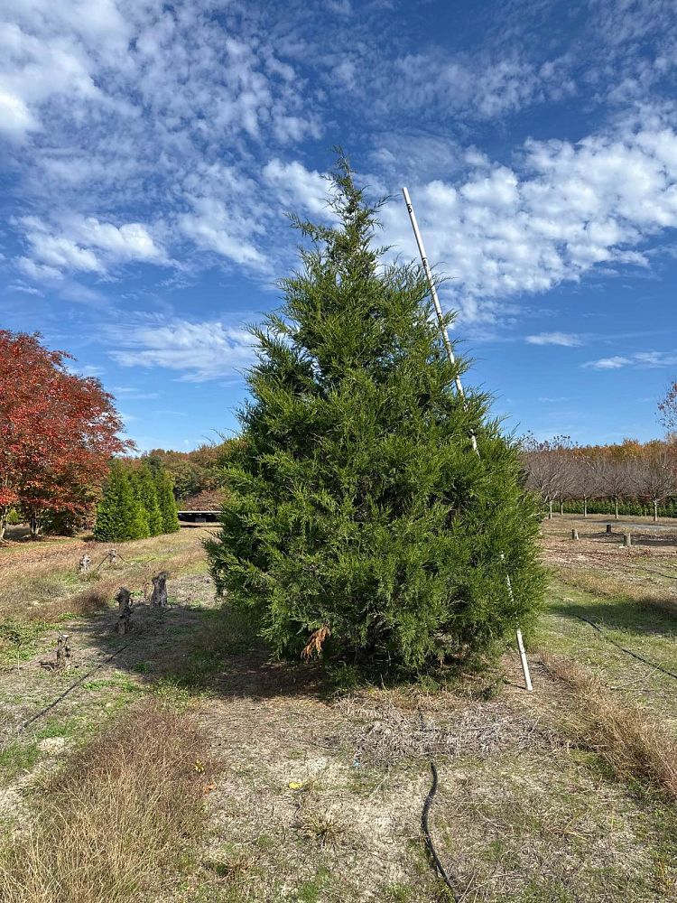 juniperus-virginiana-eastern-red-cedar