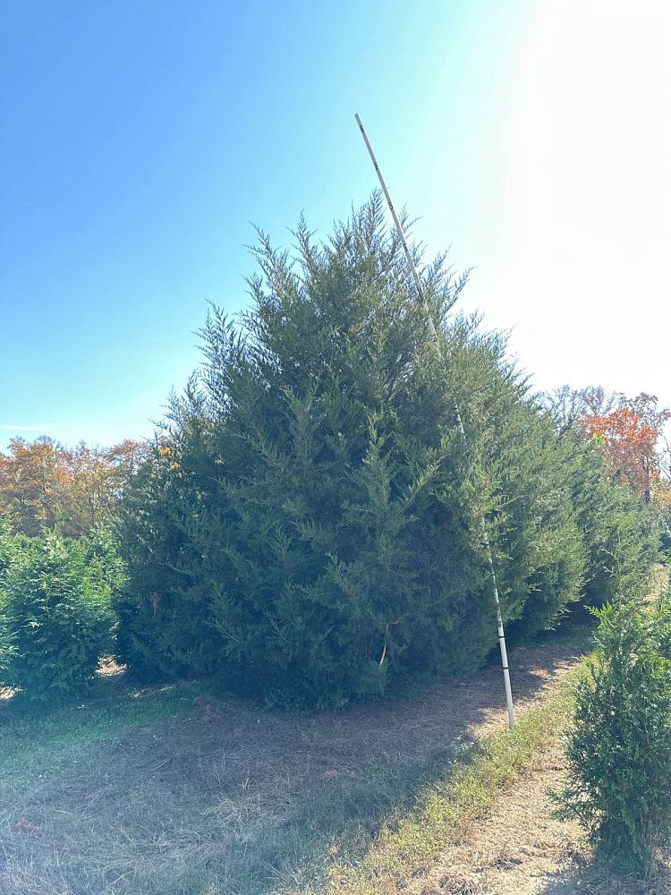 juniperus-virginiana-eastern-red-cedar