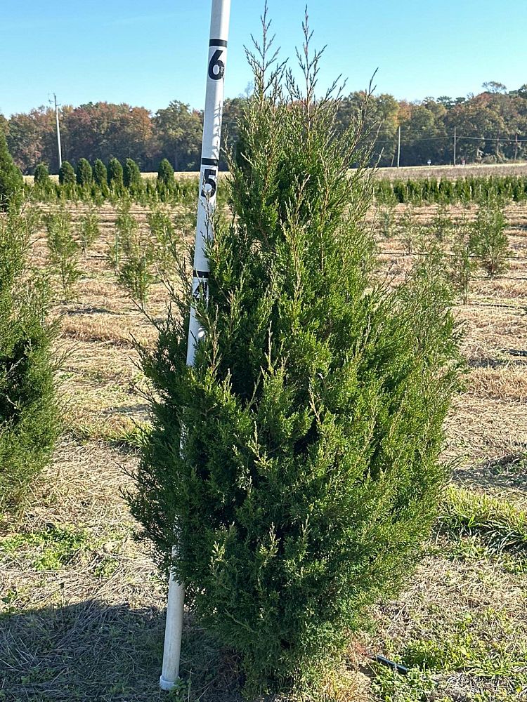 juniperus-virginiana-eastern-red-cedar