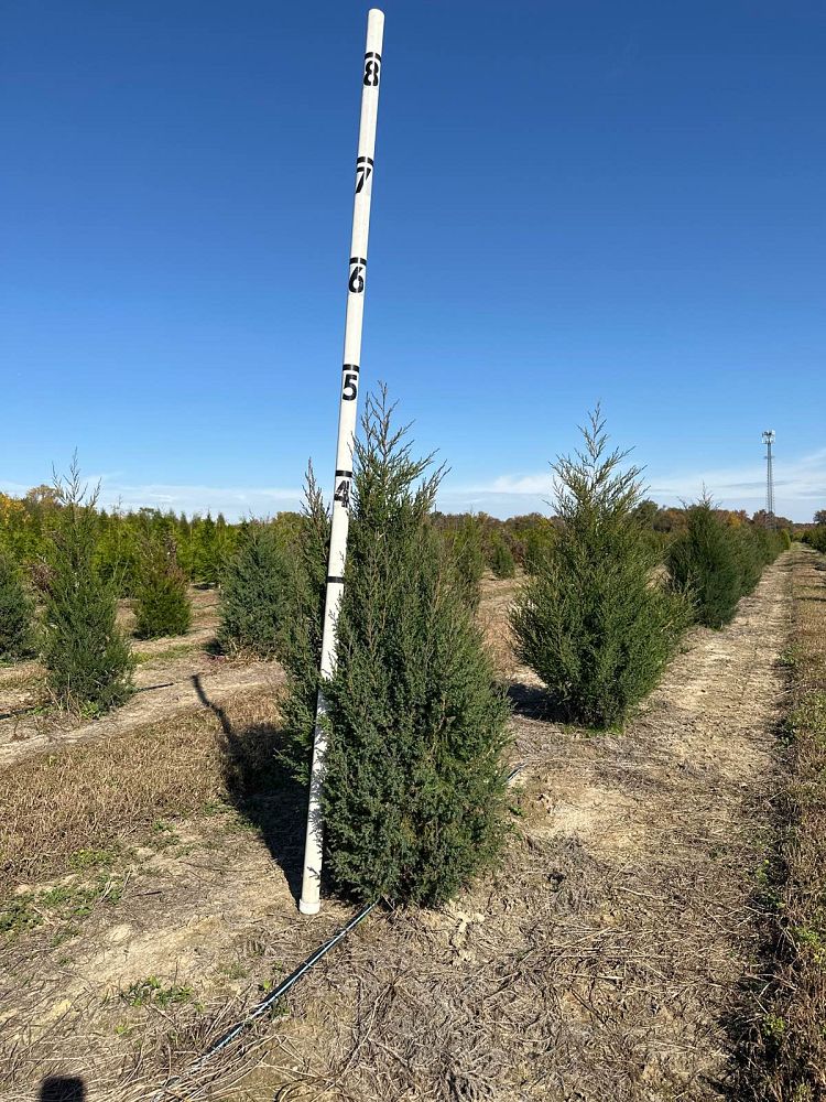 juniperus-virginiana-eastern-red-cedar