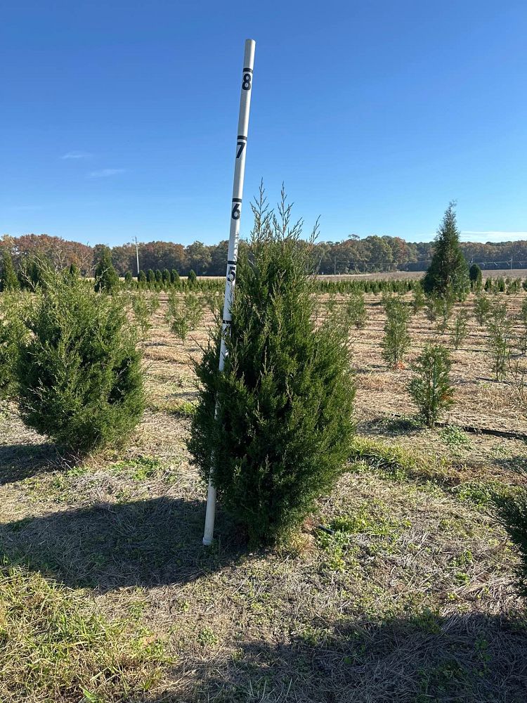 juniperus-virginiana-eastern-red-cedar