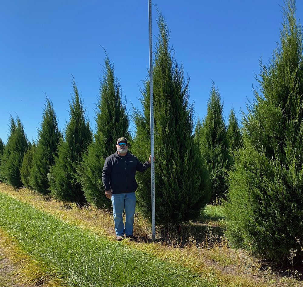 juniperus-virginiana-eastern-red-cedar